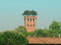 VTA alberi delle Mura di Lucca