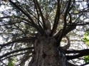 Censimento degli alberi monumentali della Provincia di Pistoia