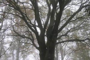 Censimento degli alberi monumentali della Provincia di Pistoia