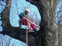 VTA alberi delle Mura di Lucca