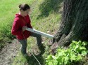 VTA alberi delle Mura di Lucca