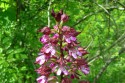 Rete Natura 2000 | Orchis Purpurea