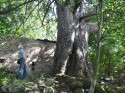 Censimento degli alberi monumentali della Provincia di Pistoia