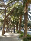 Censimento del verde pubblico del Comune di Arenzano